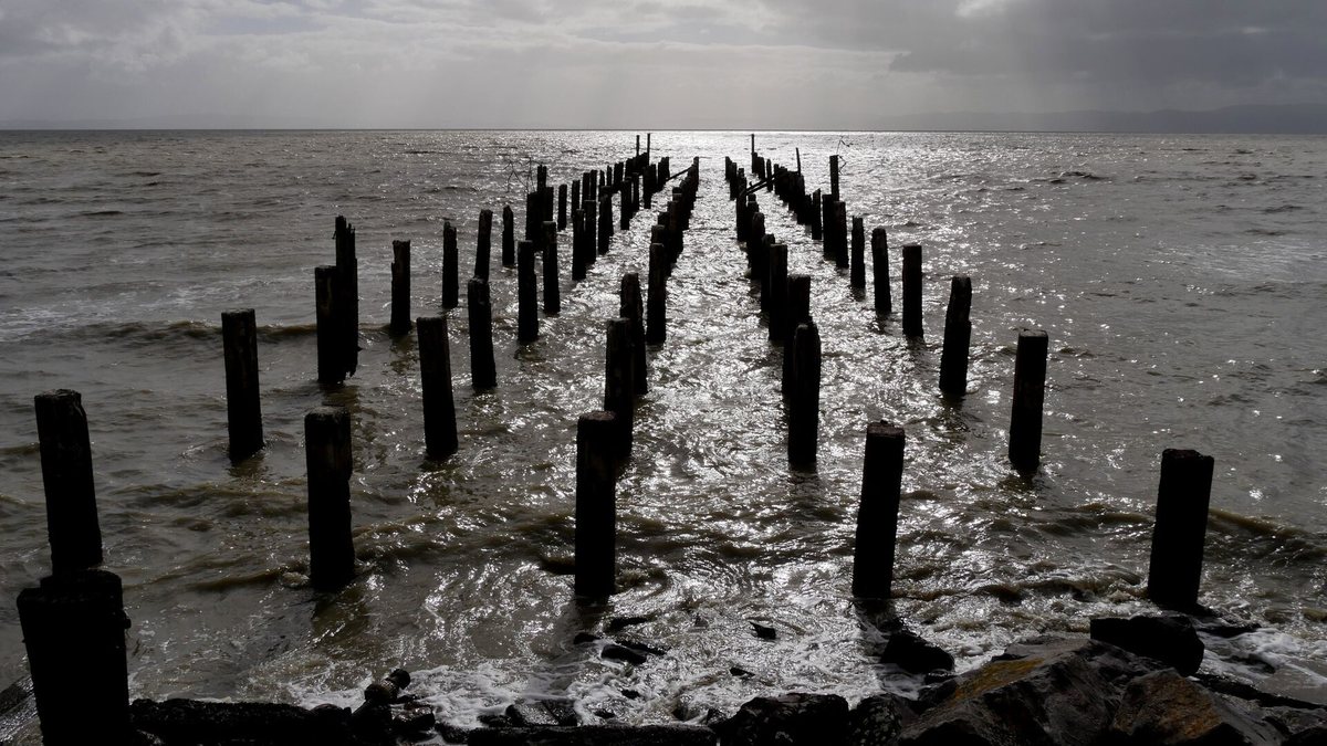 Old Burke Street Wharf pilings in the Firth of Thames, on the Thames Coastal Walkway