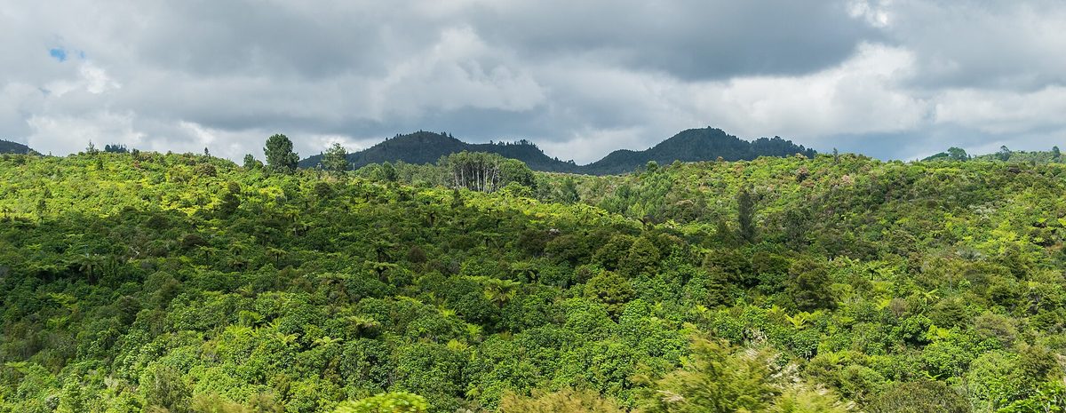 Dense native forest in the Coromandel Forest Park near Thames