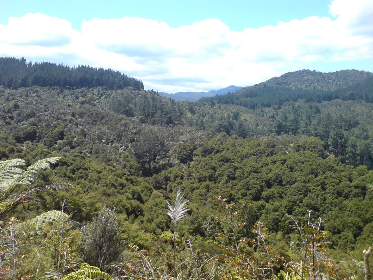 A scenic Coromandel Peninsula landscape near Thames