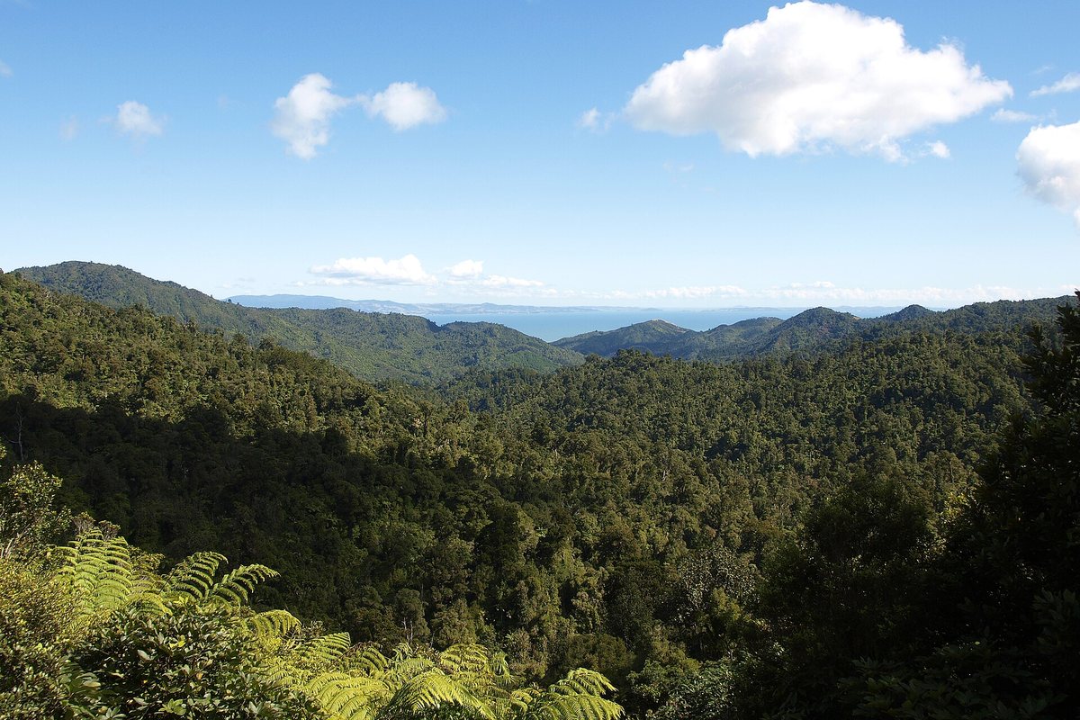 A road through native bush in Coromandel Forest Park between Coroglen and Tapu