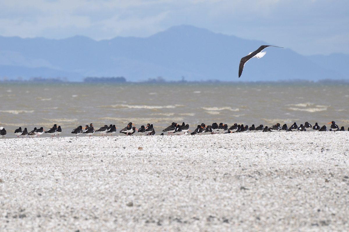 Oystercatchers roosting on a shell bank beside the Firth of Thames