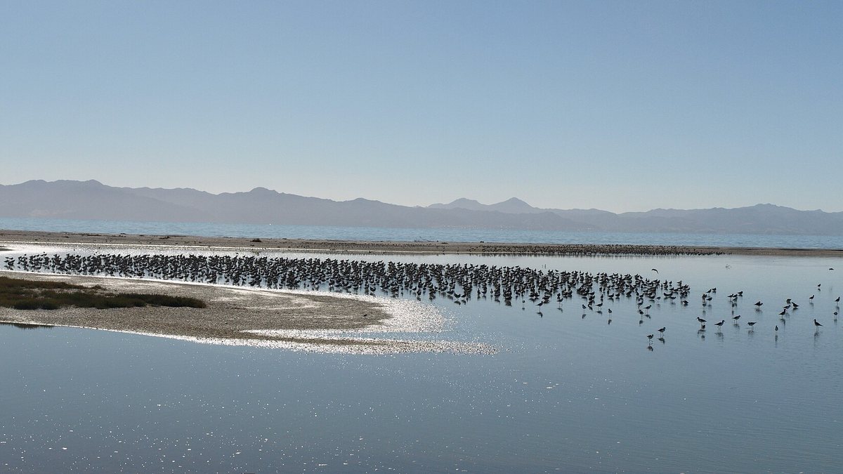 Bar-tailed godwits and pied stilts on the wetland at Miranda, seen from the shorebird hide