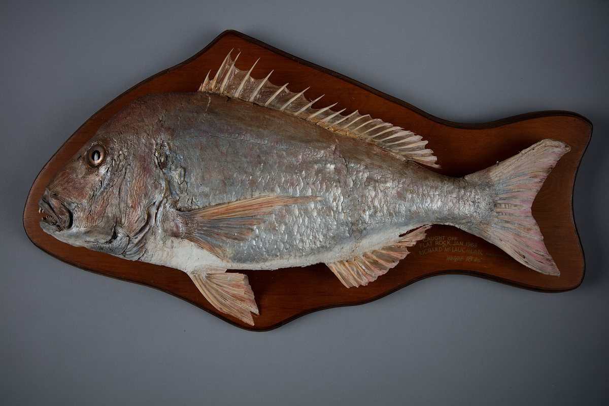 Mounted snapper, Pagrus auratus, on a wooden board