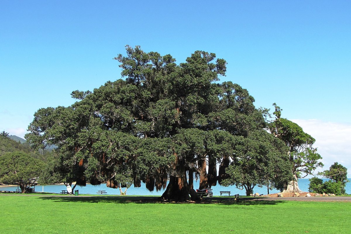 Large pōhutukawa tree on the grass of the Waiomu beach reserve with the sea behind